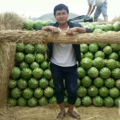 会宁郭城李乾爱7月金花一号西瓜