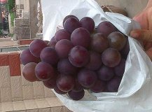 山东莘县藤稔葡萄何去何从