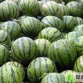 2015忻府西瓜价格波动不大