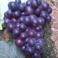 2015曲阜葡萄现在订货有惊喜