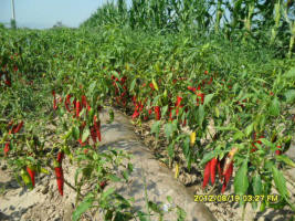 忻府辣椒是名优特产,鑫盛王世昌诚信合作