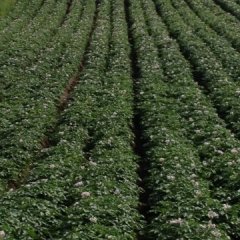 2015围场土豆俏销大江南北