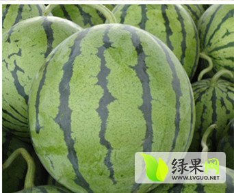 2015年吉林公主岭地雷瓜价格
