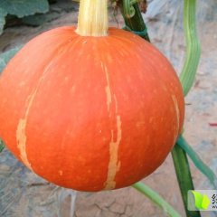 供应红皮南瓜，锦红一号南瓜