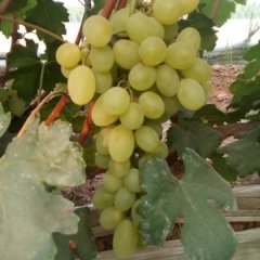 清苑葡萄价格行情平稳,大柳韩仕卿诚信合作