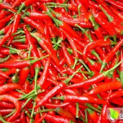 2015连州辣椒走过路过不要错过