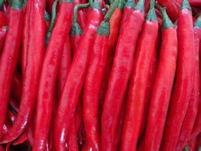 连州星子欧志威8月红丰404辣椒