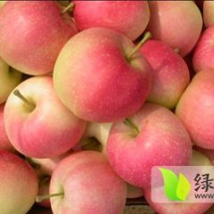 山东寒亭藤木一号苹果随行就市