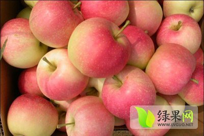 2015年山东寒亭藤木一号价格