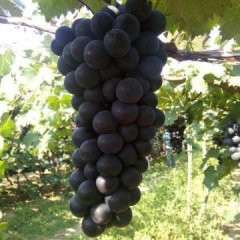 2017辽宁北镇冷库葡萄大量出售