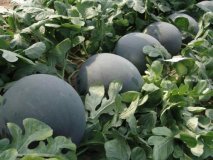 河南太康芝麻洼黑皮无籽西瓜火热上市