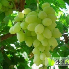 陕西大荔维多利亚葡萄香甜可口