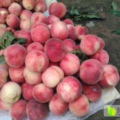 秦安西川7月仓方早生蜜桃