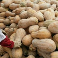 湖北嘉鱼邓自国6-10月份供应美玉南瓜