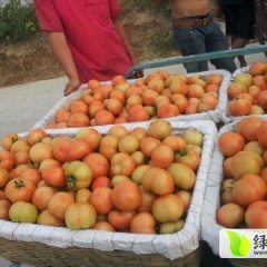 平度西红柿质量上乘仁兆杨银山诚信合作