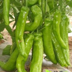 山西应县精品辣椒 欢迎选购