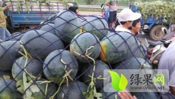 2015年山东东明黑金刚价格