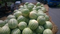 扶沟大新陈献阳7月西瓜