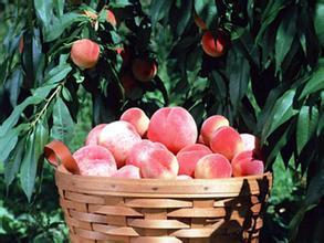 陕西中华桃王产地