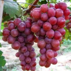 山东省临沂市费县7月夏黑葡萄火爆上市