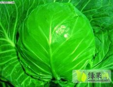 河北张家口蔚县2015年供应大白菜