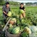 忻府西瓜逐渐升温,曹张张国勇诚信合作