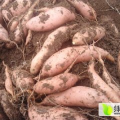 雄县红薯名扬天下雄县徐丹诚信合作