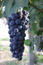 2015年陕西大荔户太8号价格