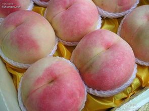 陕西毛桃种植基地价格