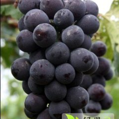 户太葡萄种植基地