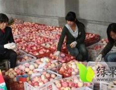 纸袋嘎啦苹果种植基地价格