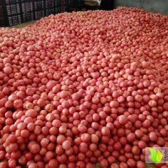 东昌府沙镇刘宪鹏7月硬粉西红柿