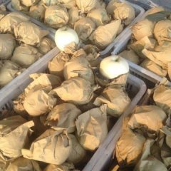 宿州砀山胡威7月皇冠梨