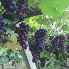 2015大荔葡萄俏销大江南北