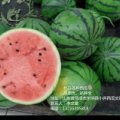 东明西瓜火热上市小井李文堂诚信合作