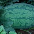 太康芝麻董道振7月龙卷风西瓜