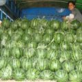 太康芝麻张帅杰7月花皮无籽西瓜