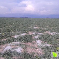 会宁扎子原硒西瓜代办