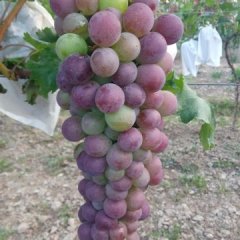 新华王早熟葡萄