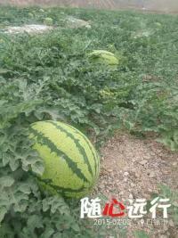 硒砂瓜价格