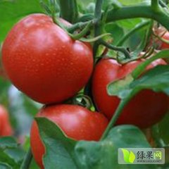 内蒙古喀喇沁旗硬粉西红柿聚焦市场