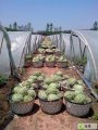新沂高流周帅7月8424西瓜
