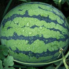 商丘夏邑西瓜8424美都诚信合作