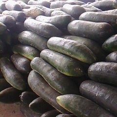 大丰铁美人冬瓜