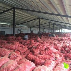 山东民康食品聊城5000吨优质洋葱出售