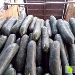 河北清苑子弹头黑皮冬瓜品质优良