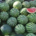 扶沟吕潭何明辉7月冠龙西瓜