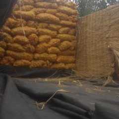 滕州界河丁传冬7月荷兰十五土豆