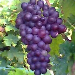 天津汉沽玫瑰香葡萄随行就市