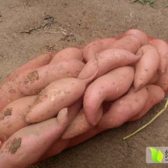 河北威县龙薯九号红薯上市